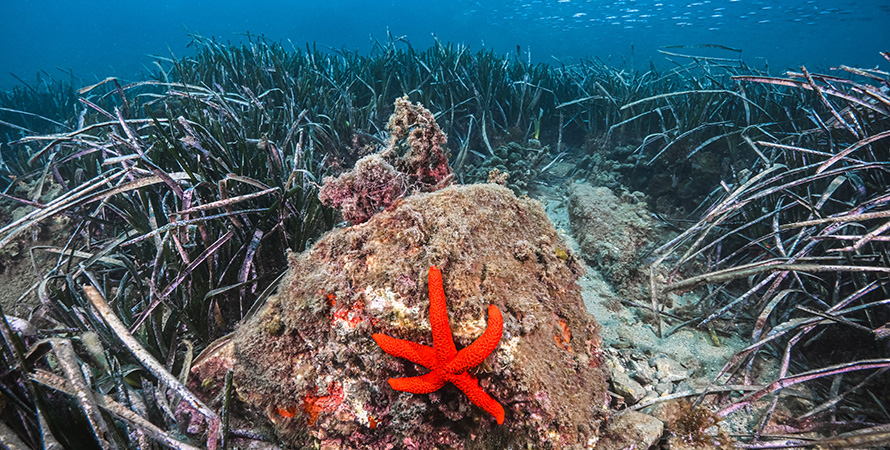 Arrecife Barrera de Posidonia Roquetas de Mar - Roquebus