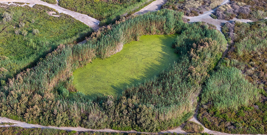 Ribera de la Algaida Roquetas de Mar - Roquebus